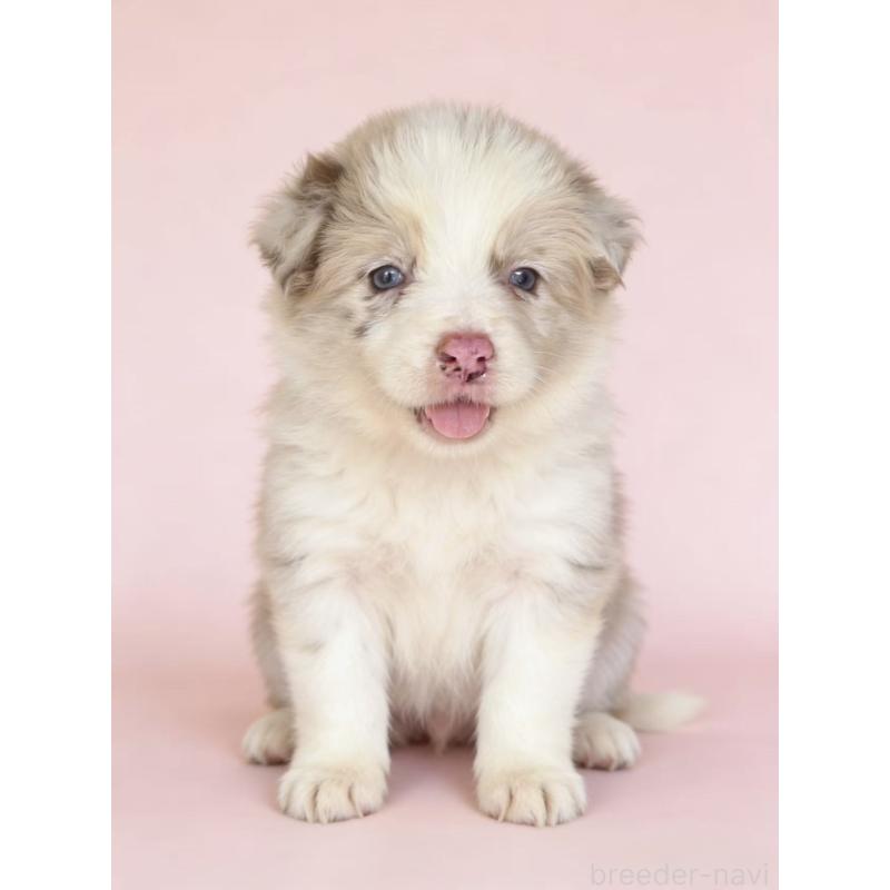 販売中の茨城県のボーダーコリー-449209の3枚目