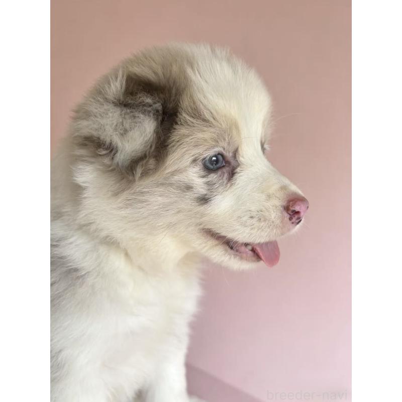 販売中の茨城県のボーダーコリー-449209の2枚目