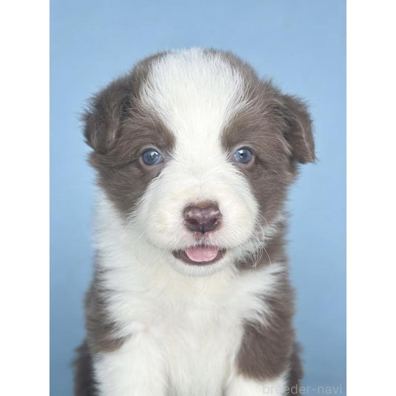 販売中の茨城県のボーダーコリー-449210の5枚目