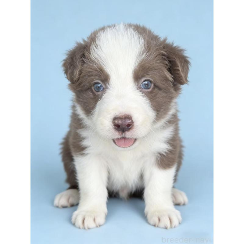 販売中の茨城県のボーダーコリー-449210の4枚目