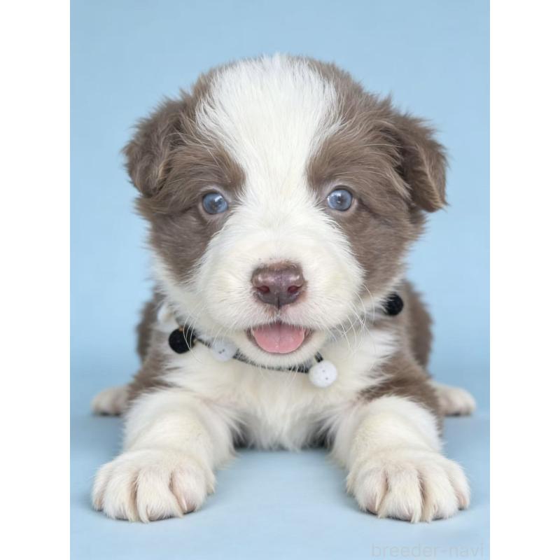 販売中の茨城県のボーダーコリー-449210の3枚目