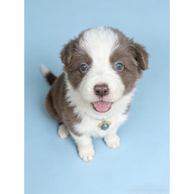 販売中の茨城県のボーダーコリー-449210の2枚目