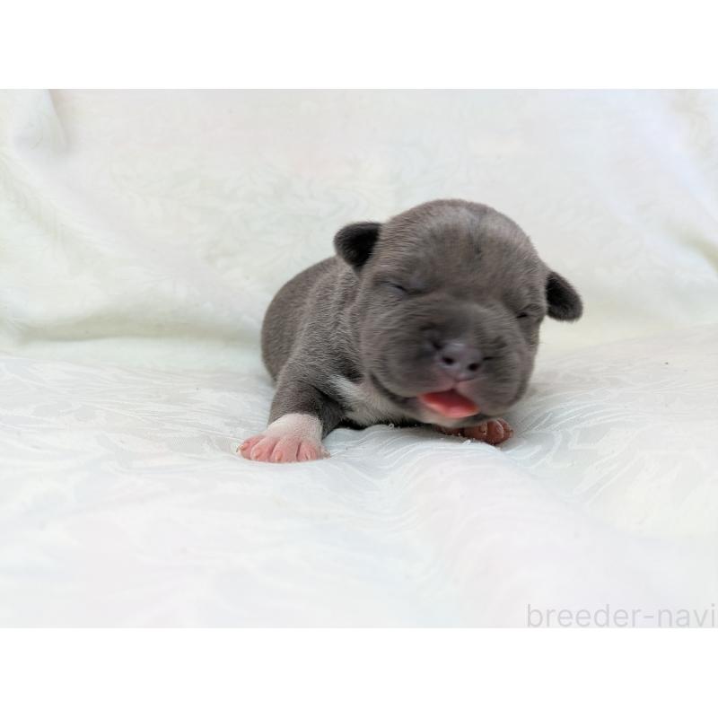 販売中の愛知県のアメリカンブリー-449212の6枚目