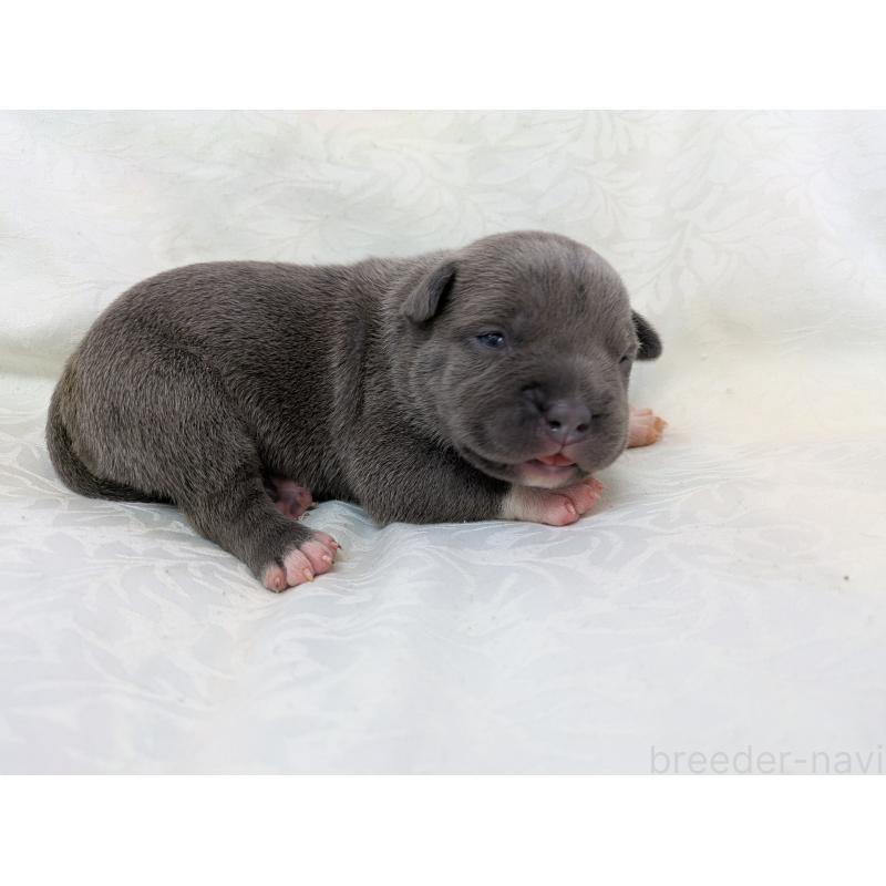 販売中の愛知県のアメリカンブリー-449212の5枚目