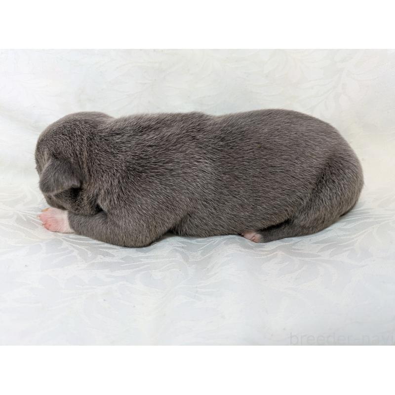 販売中の愛知県のアメリカンブリー-449212の4枚目