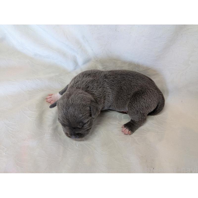 販売中の愛知県のアメリカンブリー-449212の3枚目