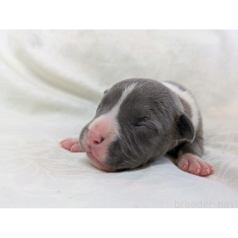 販売中の愛知県のアメリカンブリー-449213の7枚目