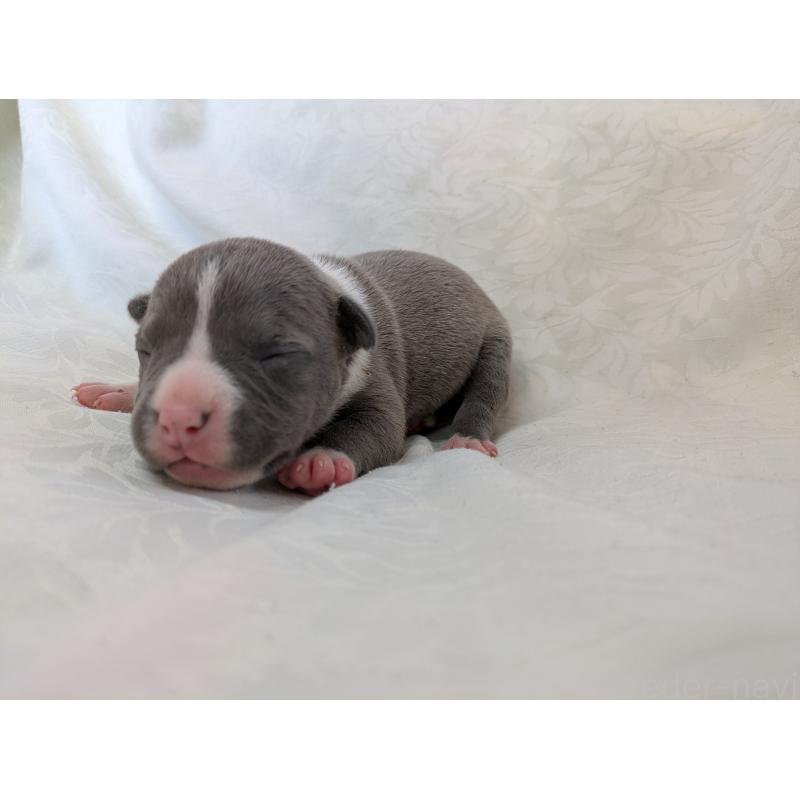 販売中の愛知県のアメリカンブリー-449213の6枚目