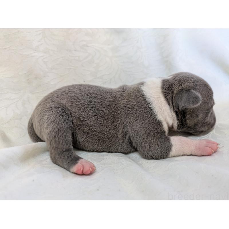 販売中の愛知県のアメリカンブリー-449213の4枚目