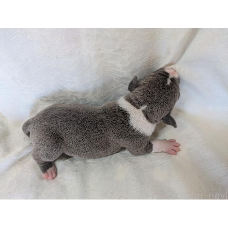 販売中の愛知県のアメリカンブリー-449213の3枚目