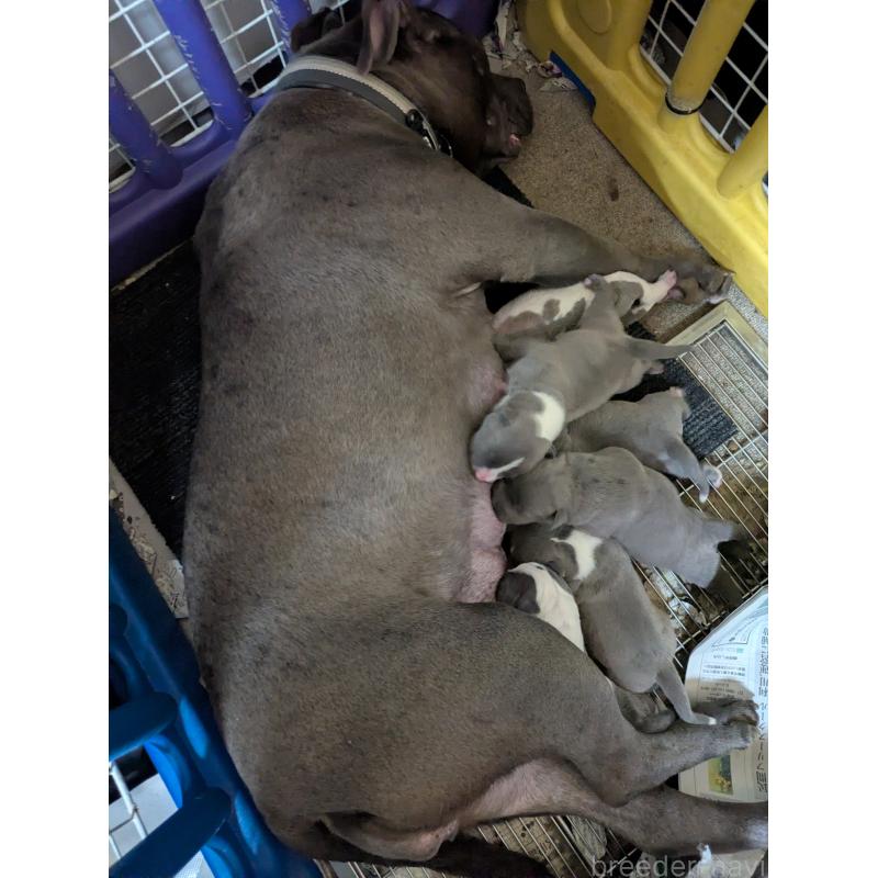 販売中の愛知県のアメリカンブリー-449213の2枚目