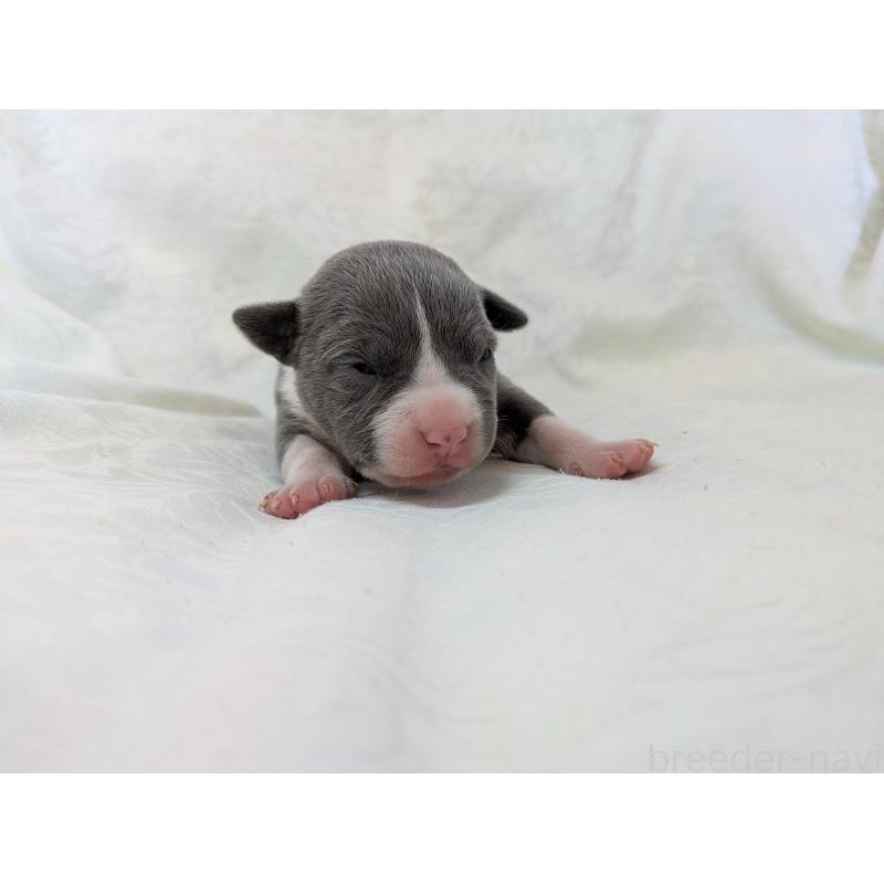 販売中の愛知県のアメリカンブリー-449214の7枚目