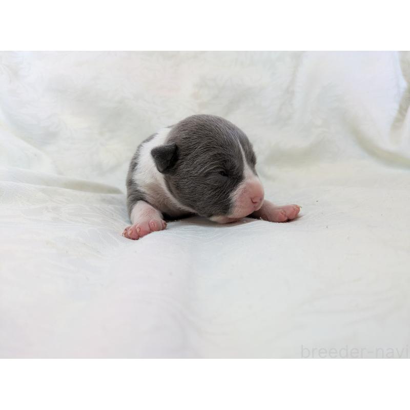 販売中の愛知県のアメリカンブリー-449214の6枚目