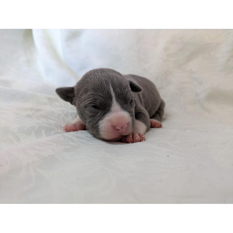 販売中の愛知県のアメリカンブリー-449214の5枚目