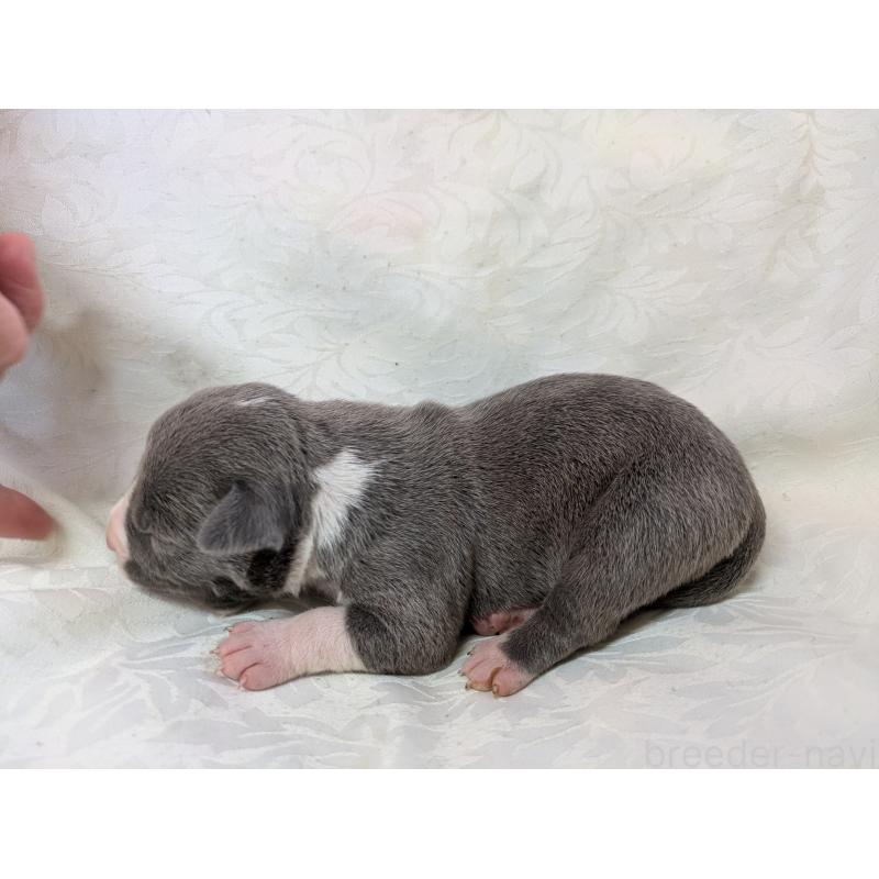 販売中の愛知県のアメリカンブリー-449214の4枚目