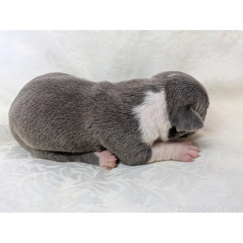 販売中の愛知県のアメリカンブリー-449214の3枚目