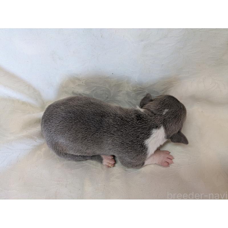 販売中の愛知県のアメリカンブリー-449214の2枚目