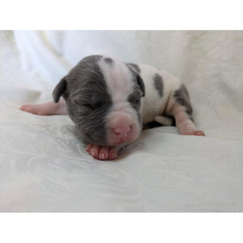 販売中の愛知県のアメリカンブリー-449216の6枚目