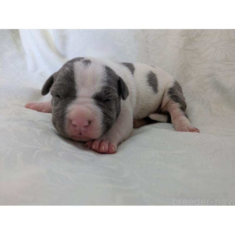 販売中の愛知県のアメリカンブリー-449216の5枚目