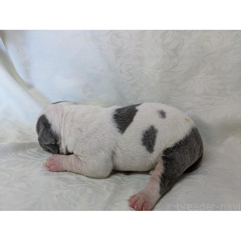 販売中の愛知県のアメリカンブリー-449216の4枚目