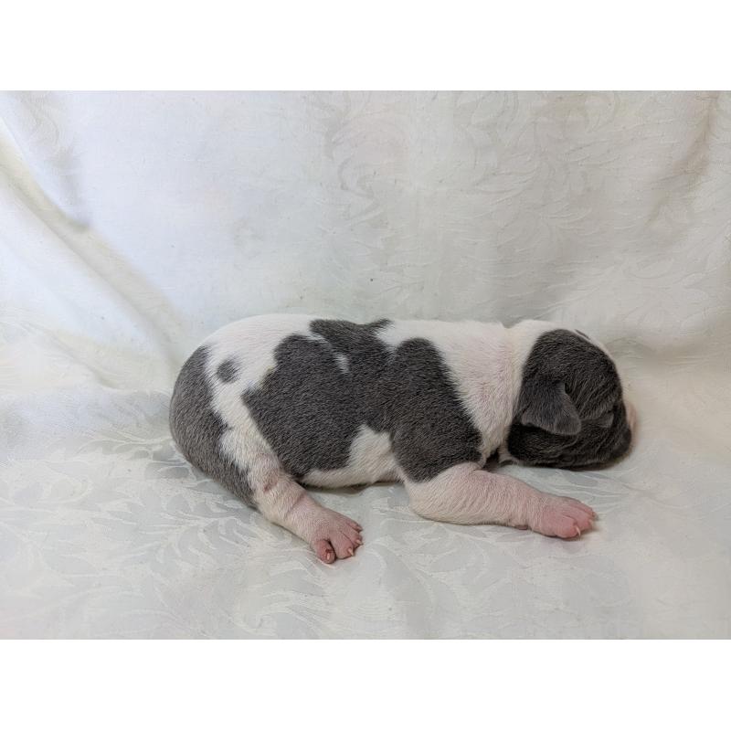 販売中の愛知県のアメリカンブリー-449216の3枚目