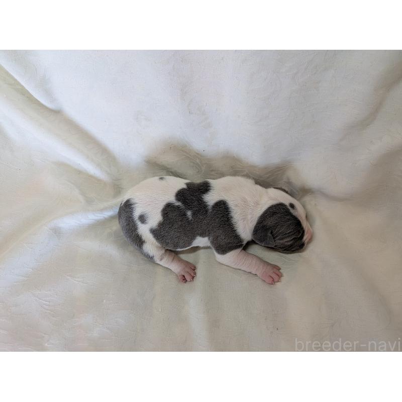 販売中の愛知県のアメリカンブリー-449216の2枚目