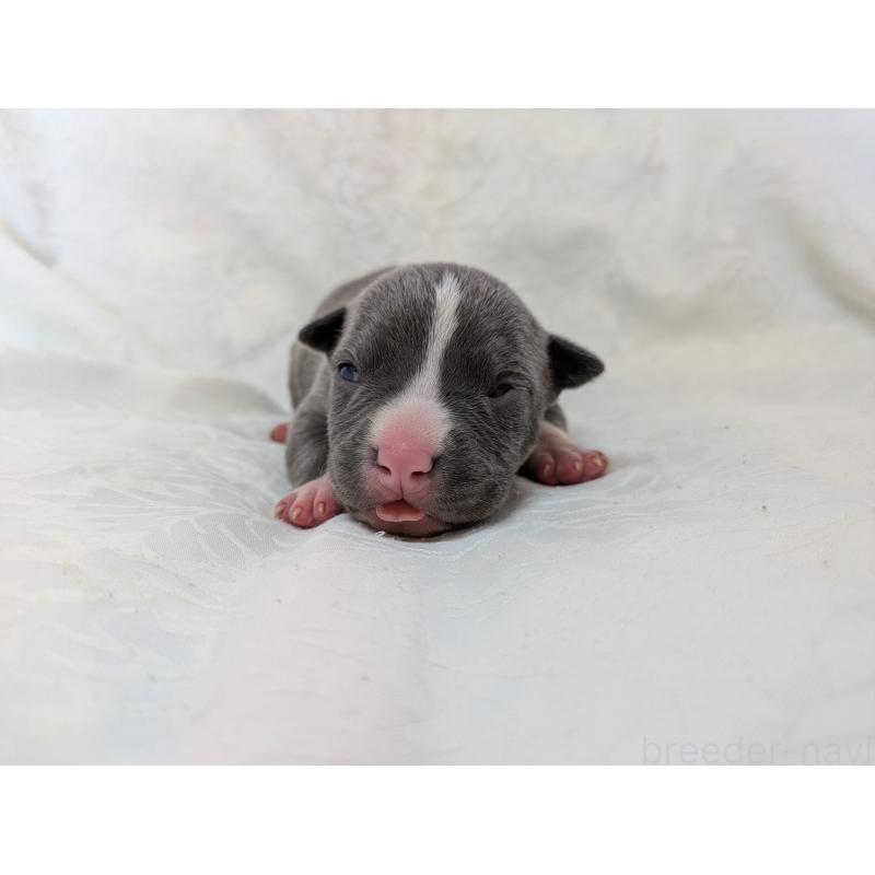 販売中の愛知県のアメリカンブリー-449218の6枚目