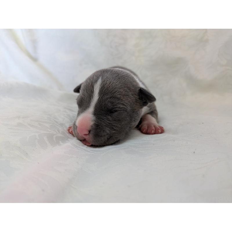 販売中の愛知県のアメリカンブリー-449218の5枚目