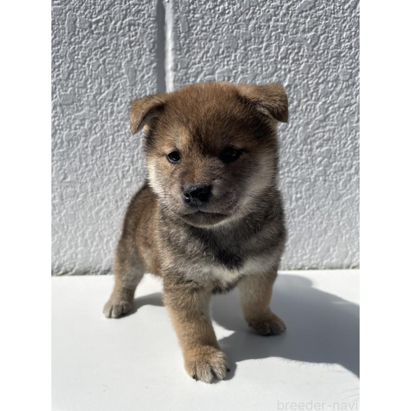 成約済の岐阜県の柴犬-449221の5枚目