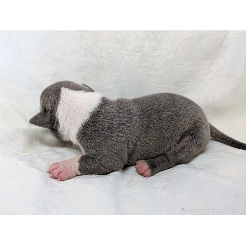 販売中の愛知県のアメリカンブリー-449218の4枚目