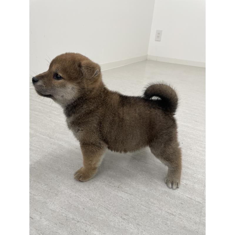 成約済の岐阜県の柴犬-449221の4枚目