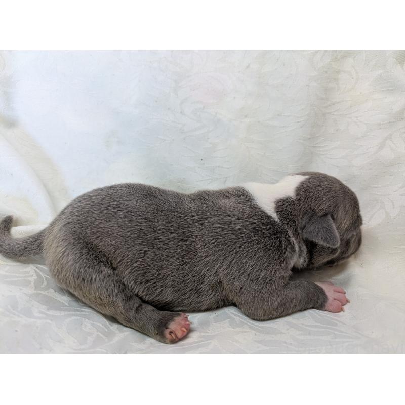 販売中の愛知県のアメリカンブリー-449218の3枚目