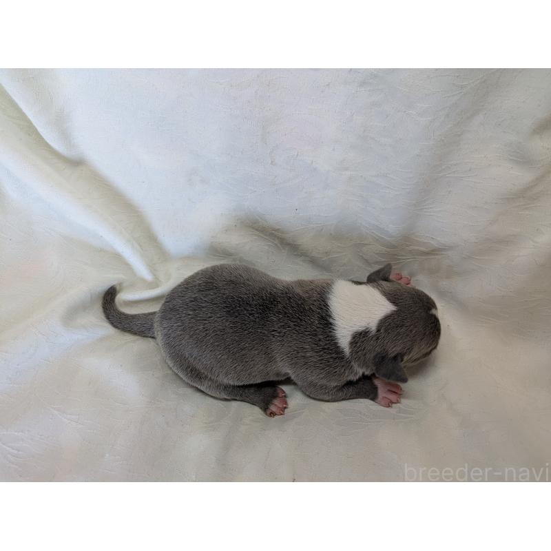 販売中の愛知県のアメリカンブリー-449218の2枚目