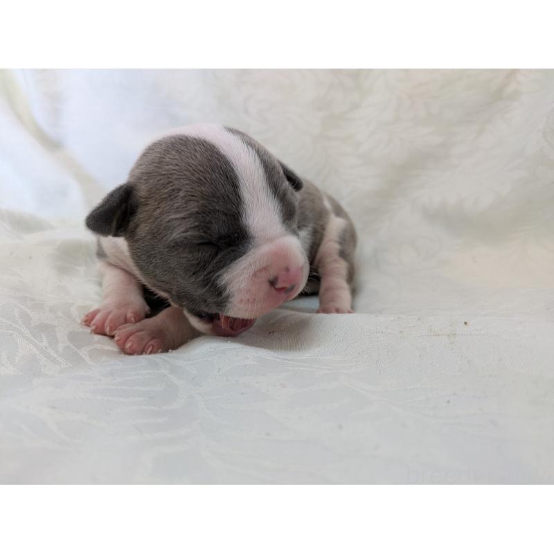 販売中の愛知県のアメリカンブリー-449219の6枚目