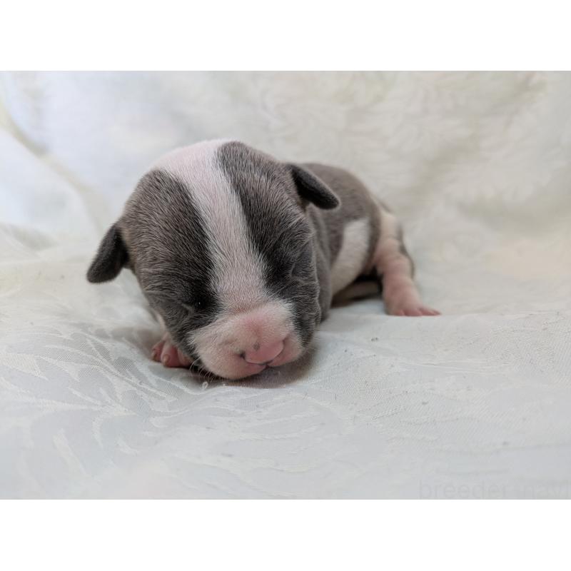 販売中の愛知県のアメリカンブリー-449219の5枚目