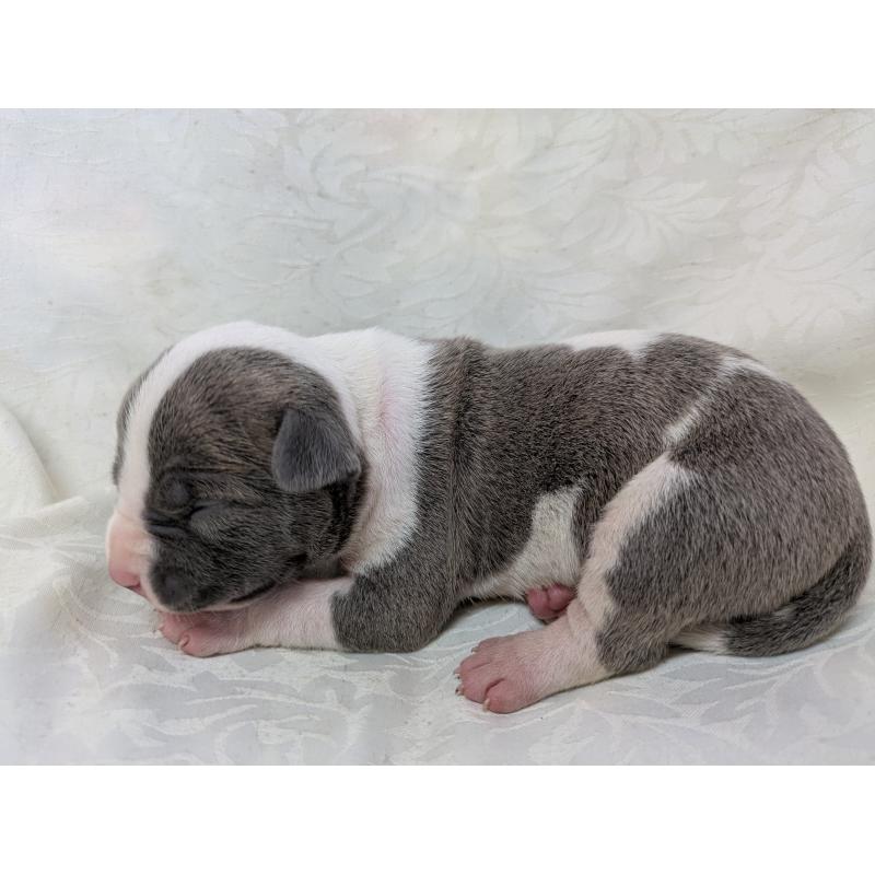 販売中の愛知県のアメリカンブリー-449219の4枚目