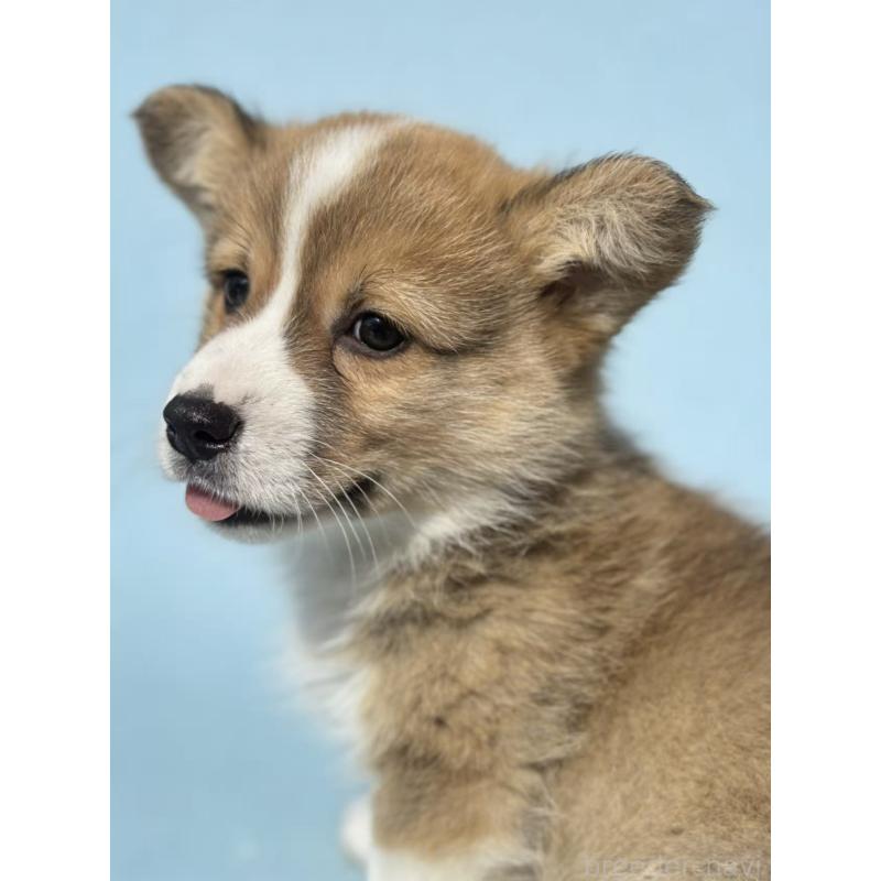 販売中の茨城県のウェルシュコーギーペンブローク-440673の3枚目