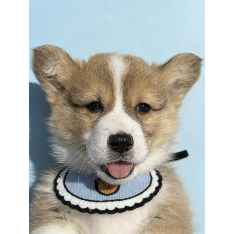 販売中の茨城県のウェルシュコーギーペンブローク-440673の2枚目