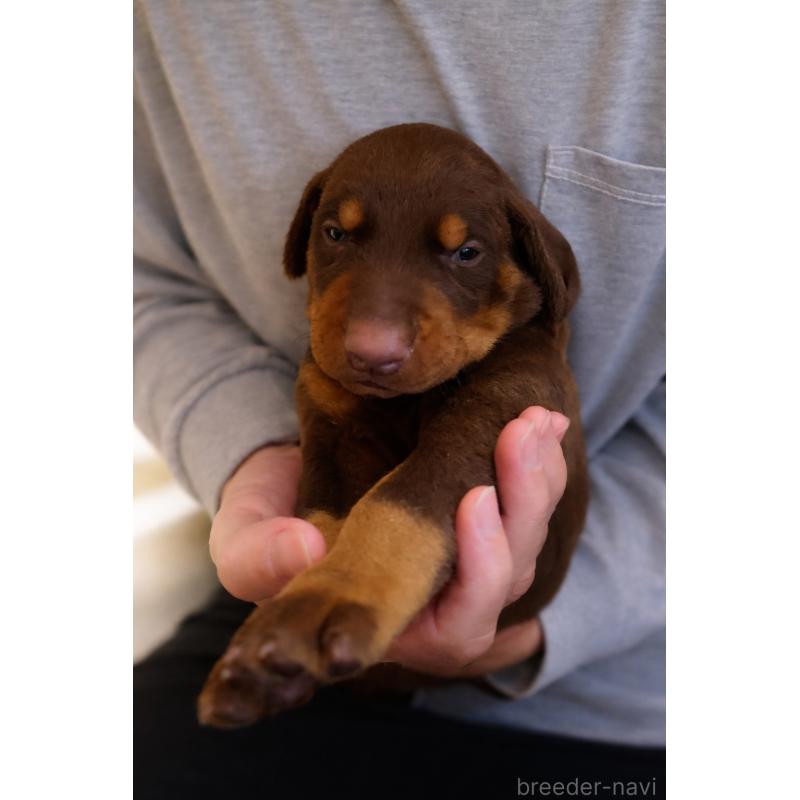 販売中の愛知県のドーベルマン-449223の3枚目