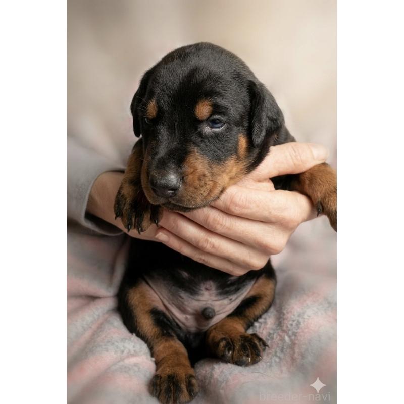 販売中の愛知県のドーベルマン-449223の2枚目