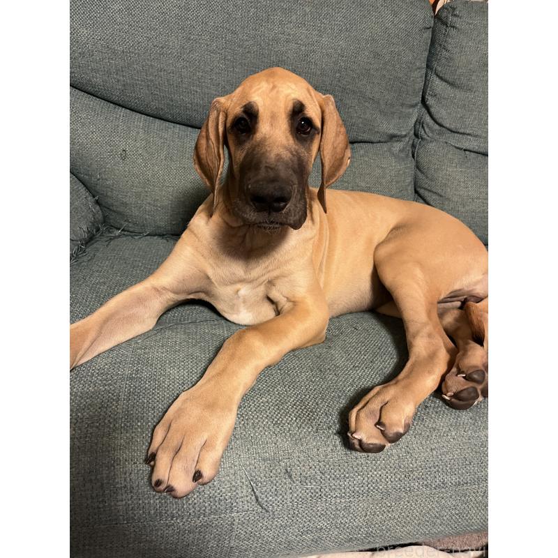 販売中の群馬県のグレートデン-449226の5枚目