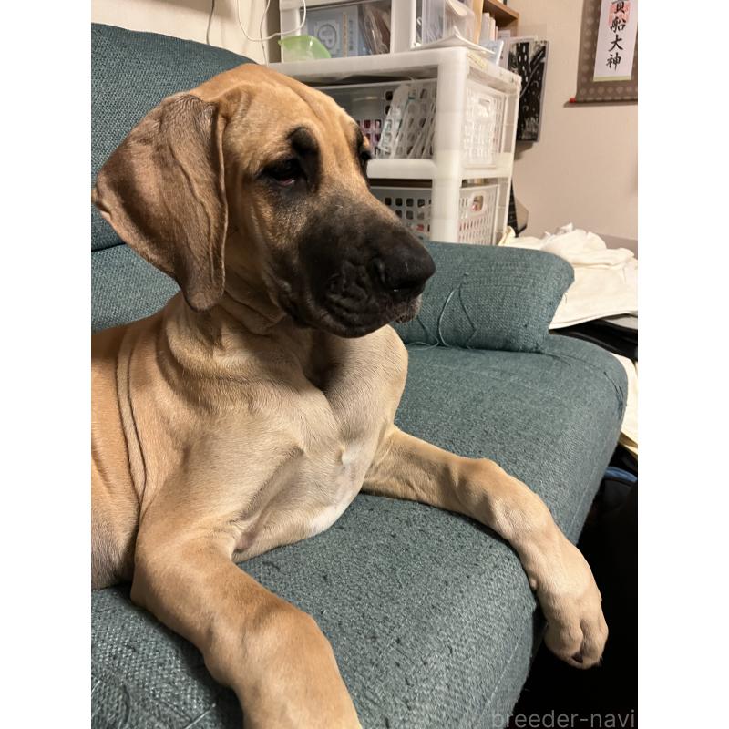 販売中の群馬県のグレートデン-449226の3枚目