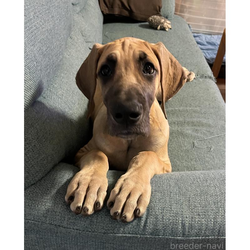 販売中の群馬県のグレートデン-449226の2枚目