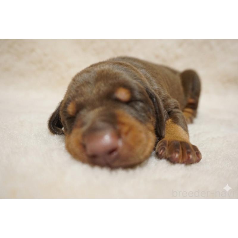 販売中の愛知県のドーベルマン-449224の2枚目