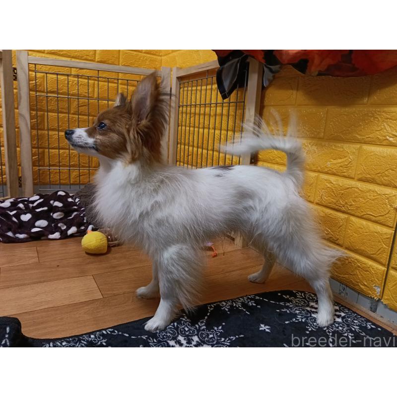 販売中の千葉県のパピヨン-411514の16枚目