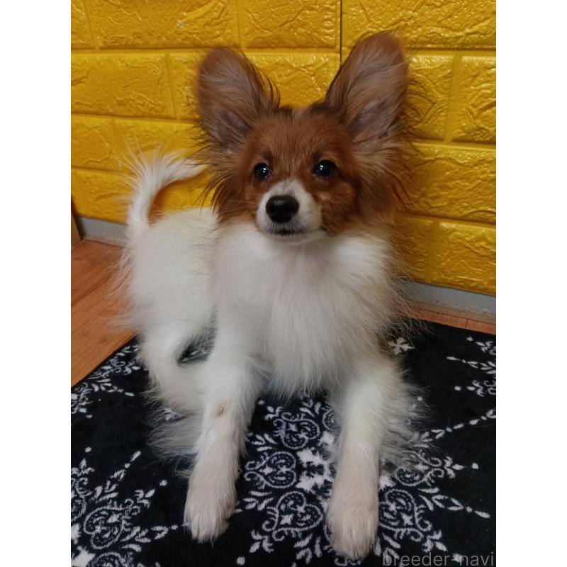 販売中の千葉県のパピヨン-411514の15枚目