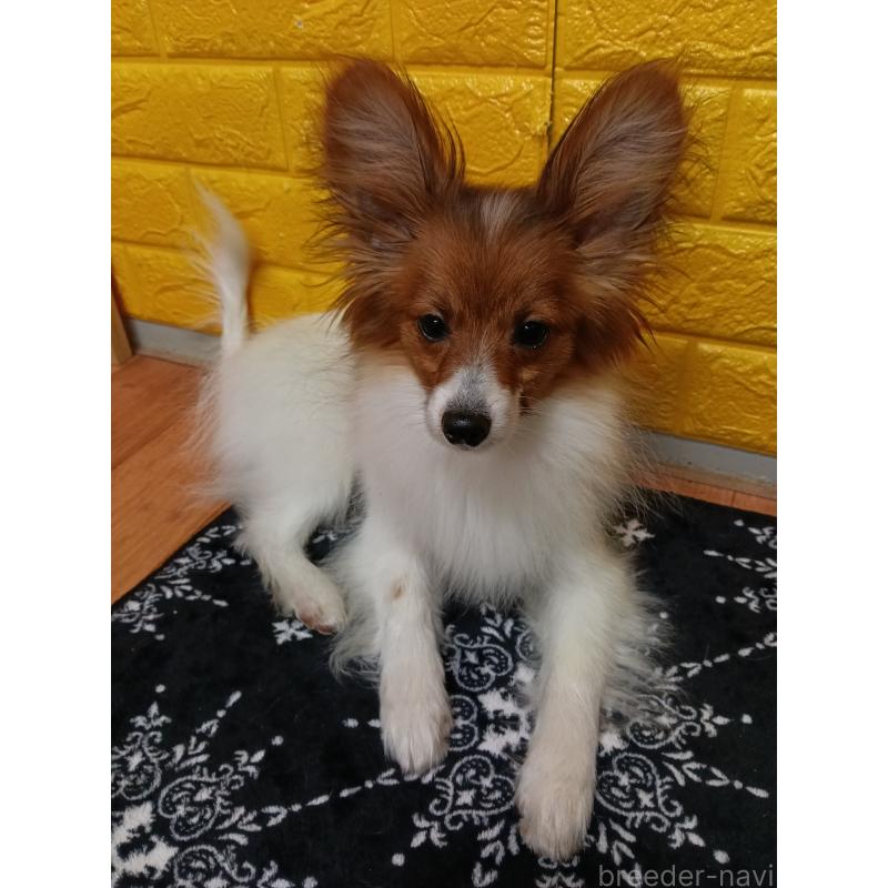 販売中の千葉県のパピヨン-411514の14枚目