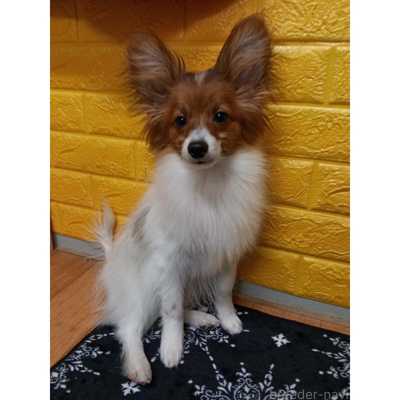 販売中の千葉県のパピヨン-411514の13枚目