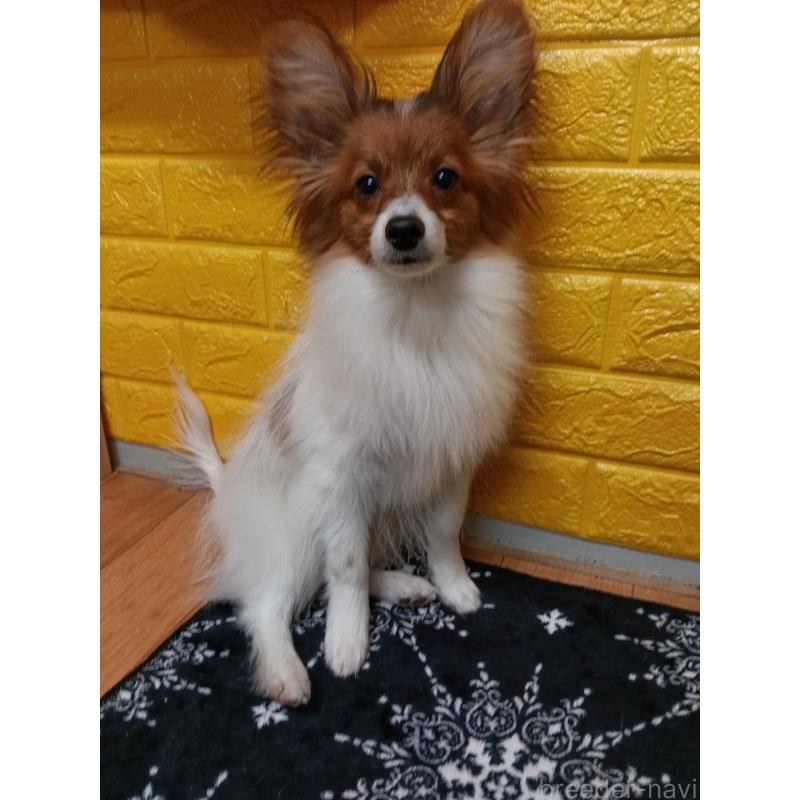 販売中の千葉県のパピヨン-411514の12枚目