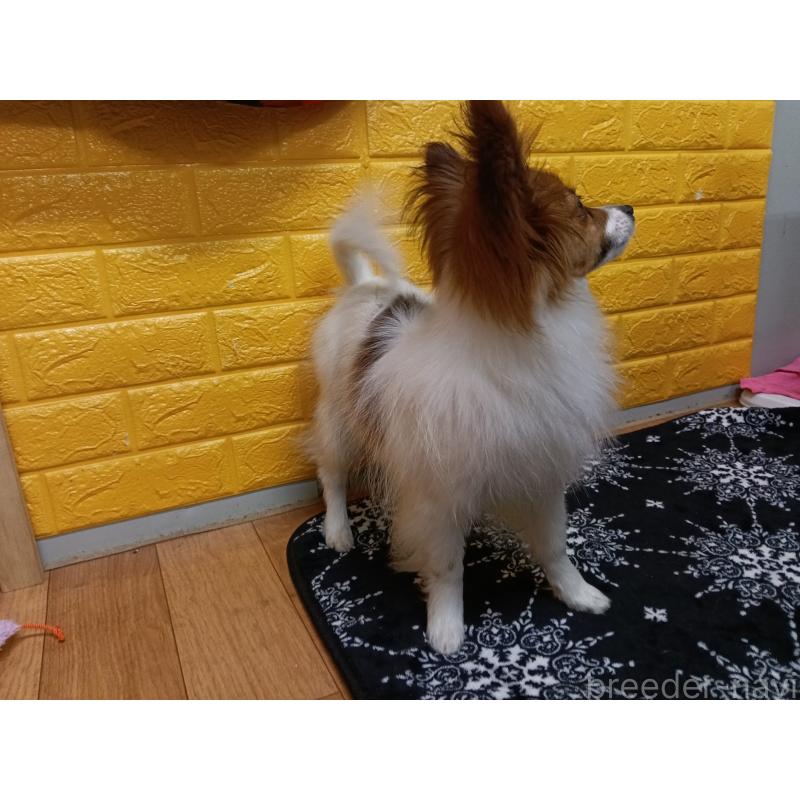 販売中の千葉県のパピヨン-411514の11枚目